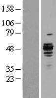SERPINH1 / HSP47 Protein (Over-Expression Lysate Myc-DDK (Flag))
