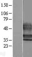 Human S1PR4 / SIP4 / EDG6 Protein (Over-Expression Lysate Myc-DDK (Flag))