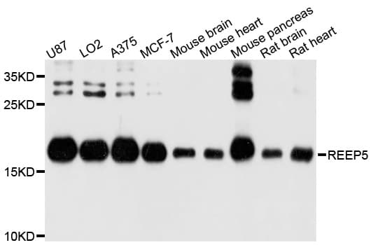 REEP5 Antibody