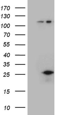 CSF3 / G-CSF Antibody (clone OTI1C7, Carrier-free)