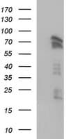 AMOT / Angiomotin Antibody (clone OTI3F9, Carrier-free)