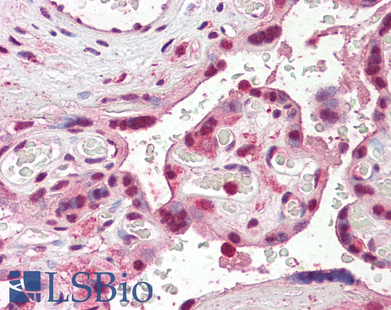 IHC-plus™ RAMA1 / SKA3 Antibody (aa311-323)