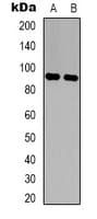 LONP2 / LONP Antibody (C-Terminus)