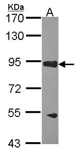 GAPIII / RASA3 Antibody (aa746-834)