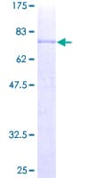 Human CD4 Protein (Recombinant GST)