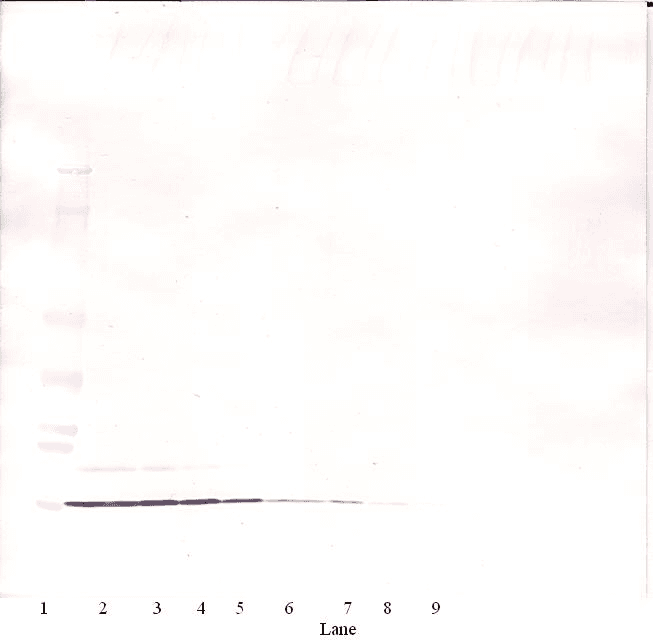 IL8 / Interleukin 8 Antibody