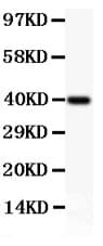 MCL1 / MCL 1 Antibody (aa1-350)