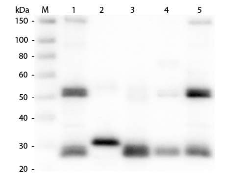 Goat Anti-Rat IgG Secondary Antibody (TR)