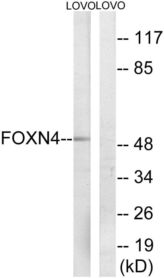 FOXN4 Antibody