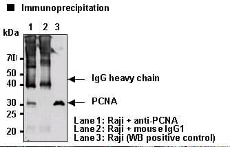 PCNA Antibody (clone 5A10)