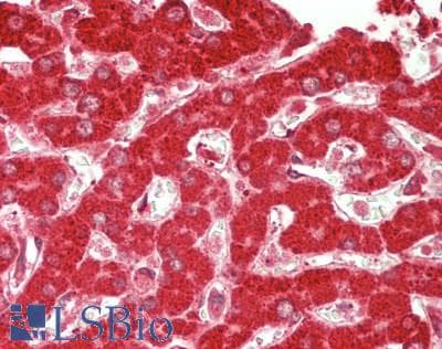 IHC-plus™ SND1 Antibody (aa100-150)