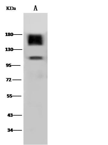 EGFR Antibody (Preservative Free)