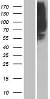 Human OR1L8 Protein (Over-Expression Lysate Myc-DDK (Flag))