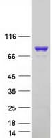 Human VWA5A Protein (Recombinant Myc-DDK (Flag))