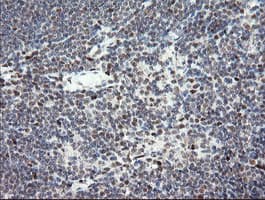 TLE1 / TLE 1 Antibody (clone OTI1D6)