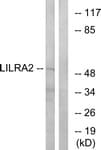 Polyclonal Rabbit anti-Human LILRA2 / CD85h / ILT1 Antibody (aa50-99, WB)