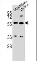 ABCG4 Antibody (aa36-65)