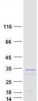 Human RAP30 / GTF2F2 Protein (Recombinant Myc-DDK (Flag))
