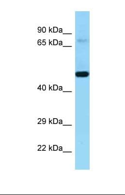 KEL / CD238 Antibody (aa76-125)