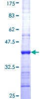 Human GZMM / Granzyme M Protein (Recombinant GST, N-terminus)
