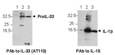 Polyclonal Rabbit anti-Human IL-33 Antibody (WB)