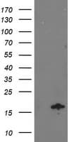 Monoclonal Mouse anti-Human NDUFA7 Antibody (clone OTI2C3, IHC, WB)
