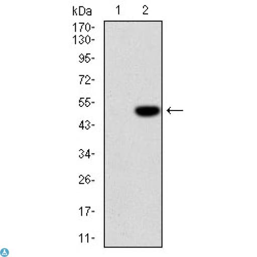 IL-1B / IL-1 Beta Antibody