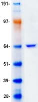 Human PLIN1 / Perilipin Protein (Recombinant Myc-DDK (Flag))