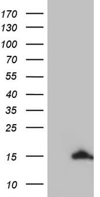 UBA52 Antibody (aa77-128, clone OTI5E3)