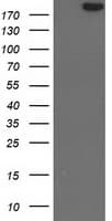 SHPRH Antibody (clone OTI1H3)