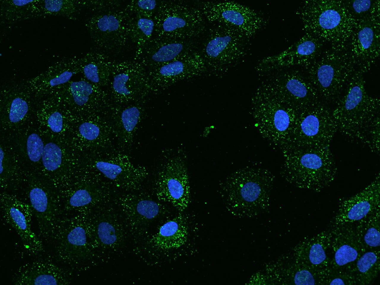 Polyclonal Rabbit anti-Human UCN2 / SRP Antibody (IF)