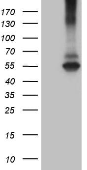 RNF149 Antibody (aa250-383, clone OTI4G8)