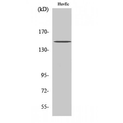 ERBB3 / HER3 Antibody (1160-1240 aa)