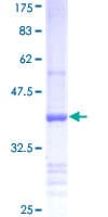 Human BMP3 Protein (Recombinant GST, N-terminus)