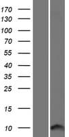 CARD18 / ICEBERG Protein (Over-Expression Lysate Myc-DDK (Flag))