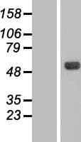 Human CSNK1G3 / CKI-Gamma 3 Protein (Over-Expression Lysate Myc-DDK (Flag))