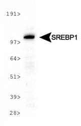 SREBF1 / SREBP-1 Antibody (clone 2A4, Biotin)
