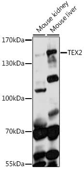 TEX2 Antibody