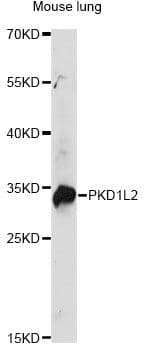 PKD1L2 Antibody