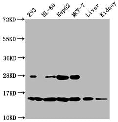 Polyclonal Rabbit anti-Human HIST1H2BN Antibody (WB)