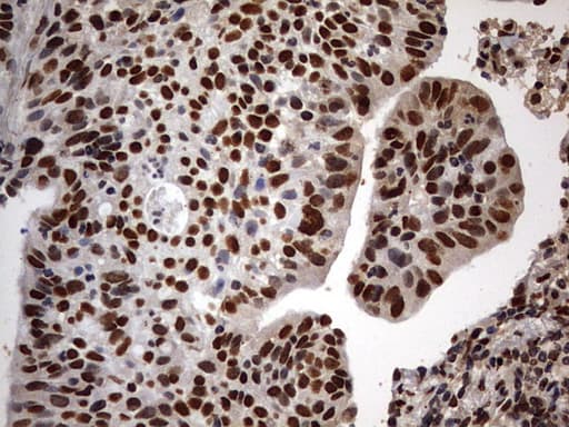 H2AFY2 Antibody (aa2-261, clone OTI1F9)