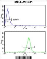 NCF1 / p47phox / p47 phox Antibody (aa 277-303, C-term)