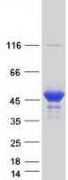 Human PRMT1 Protein (Recombinant Myc-DDK (Flag))