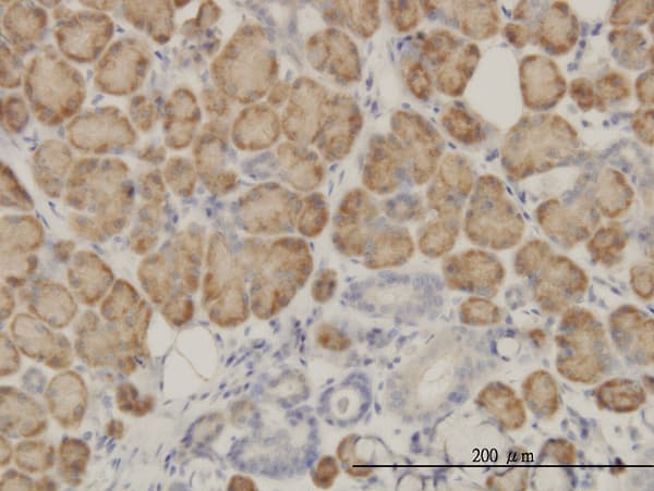 SRGAP1 Antibody (clone 5D2)