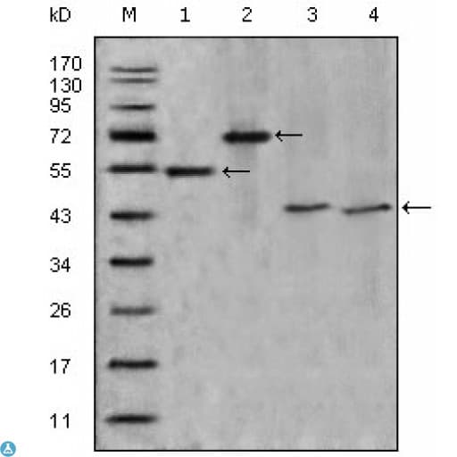 Monoclonal Mouse anti-Human APOA4 Antibody (WB)