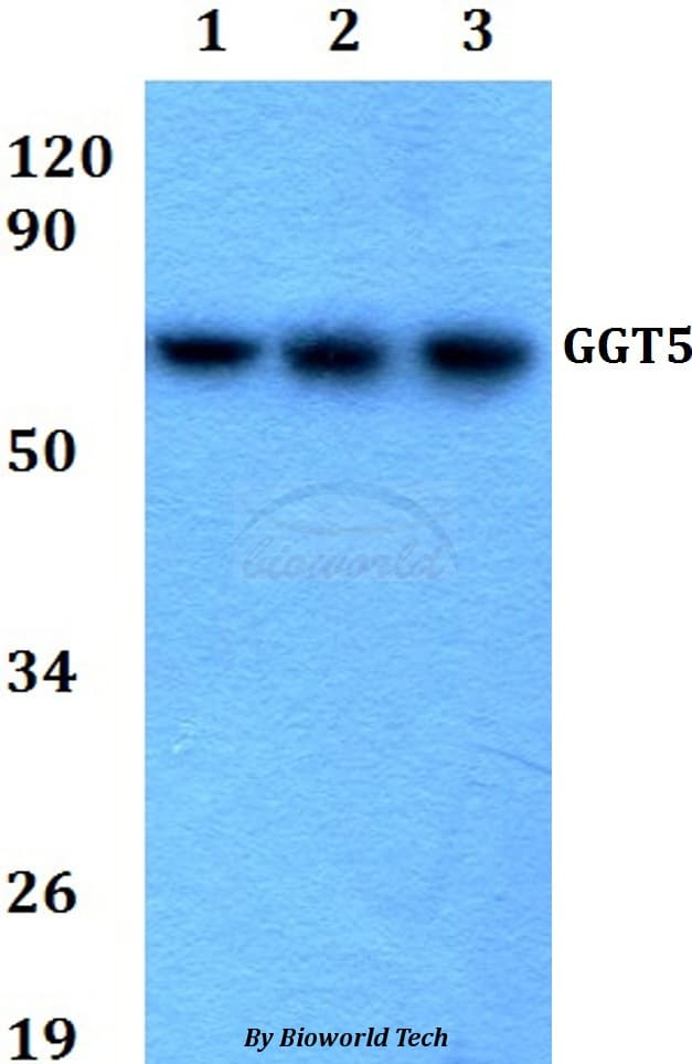 GGTLA1 / GGT5 Antibody
