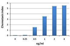 Mouse CCL4 / MIP-1 Beta Protein (Recombinant)