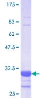 Human SLC5A2 / SGLT2 Protein (Recombinant GST, N-terminus)