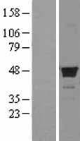 FDFT1 / Squalene Synthase Protein (Over-Expression Lysate Myc-DDK (Flag))