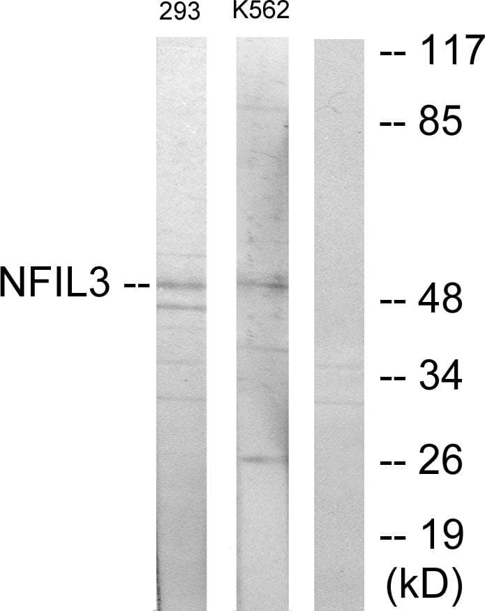 NFIL3 Antibody